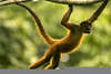 Amazon Rainforest Monkeys Image