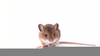 Cute Computer Mouse Image