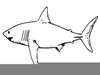 Shark Clipart Download Image