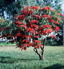 White Poinsettia Tree Image