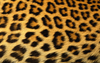 Leopard Print Background X Image