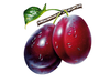 Plums Image