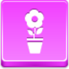 Free Pink Button Pot Flower Image