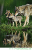 Animals Wolf Family Image