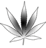 Cannabis Leaf Image
