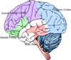 Cortex Brain Clip Art