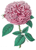 Pink Flower Image