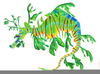 Leafy Sea Dragon Clipart Image