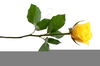 Single Yellow Rose Clipart Image