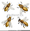 Clipart Yellow Jacket Bee Image