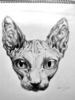 Sphynx Cat Drawing Image