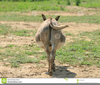 Donkey Tail Clipart Image