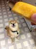 Shibe Doge Twinkie Image