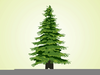 Everygreen Tree Branches Clipart Image