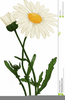Daisies Flower Clipart Image
