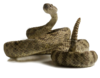 Rattlesnake Image