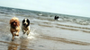 Dogs Holiday Image