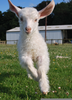 Baby Goats Jumping Image