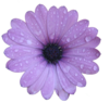Purple Flower Image