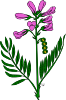 Purple Flower 3 Clip Art