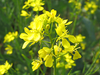 Yellow Mustard Flower Image