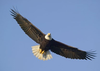 Bald Eagle Flying Image