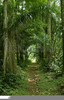 Clipart Forest Rain Image