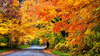 Colorful Autumn Road Trees Park X Image