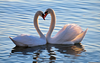 Swan Love Photography Image