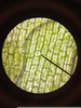 Hydrilla Leaf Cell Image