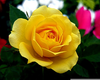 Yellow Rose Of Texas Clipart Image