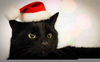 Cat Christmas Clipart Image