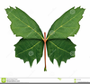 Free Clipart Images Maple Leaf Image