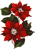 Flor De Nochebuena Clipart Image