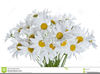 Free Daisy Clipart Images Image