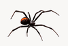 Red Back Spider Clipart Image