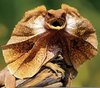 Frilled Dragon Care Image