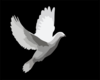 Dove Flying Clip Art