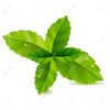 Free Clipart Mint Leaves Image