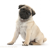 Fawn Pug Pup Weeks Old Sitting White Background Image