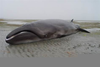 Extinct Whales Species Image