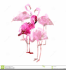 Pink Flamingo Clipart Free Image