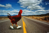 Chicken Crossing Road Clipart Image