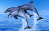 Dolphins Jumping Wallpaper Image
