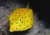 Yellow Spotted Boxfish Image