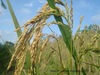 Wheat Grains Plant Stem Image
