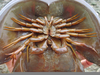 Horseshoe Crab Bite Image