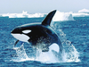 Killer Whale Jumping Image