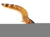Mealworms Clipart Image