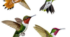 Hummingbird Wings Forward Image